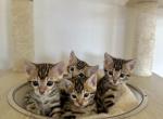 TICA Bengal Kittens - Bengal Kitten For Sale - 