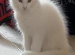 Achilles - Maine Coon Kitten For Sale - 