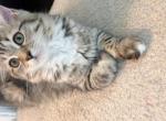 Sila - Scottish Straight Kitten For Sale - Aldie&comma; VA&comma; US