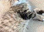 Darya - Scottish Fold Kitten For Sale - 