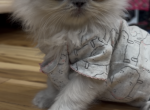 Candia - Himalayan Kitten For Sale - Dover&comma; NH&comma; US