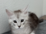 Farah - Maine Coon Kitten For Sale - Lakeway&comma; TX&comma; US