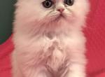 Sweets - Persian Kitten For Sale - Austin&comma; TX&comma; US