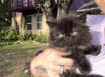 Froyo - Persian Kitten For Sale - Austin&comma; TX&comma; US