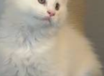 Troy - Maine Coon Kitten For Sale - Lakeway&comma; TX&comma; US
