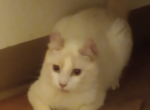 Dylvana - Maine Coon Cat For Sale - Vancouver&comma; WA&comma; US
