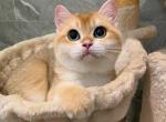 bear - British Shorthair Kitten For Sale - Los Angeles&comma; CA&comma; US