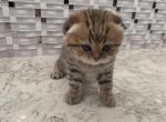 Molly - Scottish Straight Kitten For Sale - 