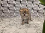 Miso - Scottish Straight Kitten For Sale - 