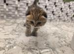Lucy - Scottish Fold Kitten For Sale - 