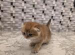 Leo - Scottish Fold Kitten For Sale - Naperville&comma; IL&comma; US