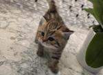 Lilly - Scottish Straight Kitten For Sale - Naperville&comma; IL&comma; US