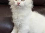 Mix Turkish Van & Ragdoll - Turkish Van Kitten For Sale