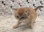 Coco - Scottish Straight Kitten For Sale - Naperville&comma; IL&comma; US