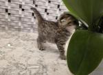 Tilly - Scottish Fold Kitten For Sale - 