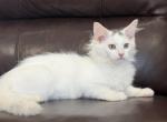 Mix Ragdoll & Turkish Van - Ragdoll Kitten For Sale - 