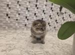 Romeo - Scottish Fold Kitten For Sale - Naperville&comma; IL&comma; US