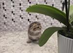 Elliot - Scottish Fold Kitten For Sale - Naperville&comma; IL&comma; US