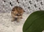 Sunny long hair - Scottish Straight Kitten For Sale - Naperville&comma; IL&comma; US