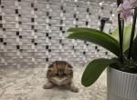 Oliver long hair - Scottish Straight Kitten For Sale - Naperville&comma; IL&comma; US