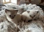 4th of July litter Siamese - Siamese Kitten For Sale - MA&comma; US