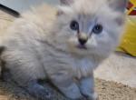 Balinese kittens Lynx and seal point - Balinese Kitten For Sale - 