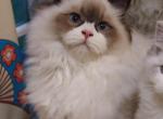 Seal bicolor Halfie - Ragdoll Kitten For Sale - 