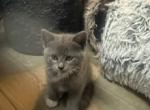 To be determined - Ragdoll Kitten For Sale - Millstone Township&comma; NJ&comma; US