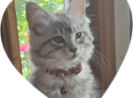 Autumn - Maine Coon Kitten For Sale - Erwin&comma; TN&comma; US
