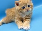 Blue Eyed Orange Scottish Straight Male kitten - Scottish Straight Kitten For Sale - Orlando&comma; FL&comma; US