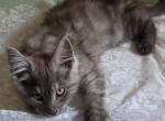 Rebel - Maine Coon Kitten For Sale - 