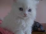 CHAMP - Persian Kitten For Sale - Blue Hill&comma; PA&comma; US