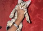 F4 Silver Savannah - Savannah Kitten For Sale - Ridgecrest&comma; CA&comma; US