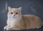 Litter A - British Shorthair Kitten For Sale - Myrtle Beach&comma; SC&comma; US