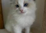 Lil Boy - Ragdoll Kitten For Sale - 