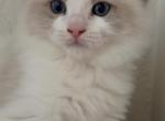 Stainy - Ragdoll Kitten For Sale - 