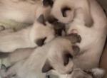 Dior kitties - Siamese Kitten For Sale - Middletown&comma; CT&comma; US