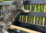American Bobtail kittens ready to New home - American Bobtail Cat For Sale - 