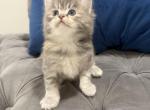 Lolo - Persian Kitten For Sale - Cleveland&comma; OH&comma; US