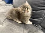 Lolo - Persian Kitten For Sale - Cleveland&comma; OH&comma; US