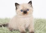 Maxx - Ragdoll Kitten For Sale - Desloge&comma; MO&comma; US