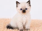 Benny - Ragdoll Kitten For Sale - Desloge&comma; MO&comma; US