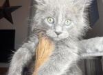 Black smoke - Maine Coon Kitten For Sale - Hartsville&comma; TN&comma; US
