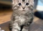Mercy - Maine Coon Kitten For Sale - Antioch&comma; TN&comma; US