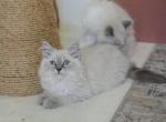 Ragdoll Kittens - Ragdoll Kitten For Sale - OR&comma; US