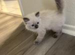 Lucky - Ragdoll Kitten For Sale - Riverside&comma; CA&comma; US