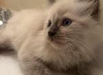 Lucky - Ragdoll Kitten For Sale - West Covina&comma; CA&comma; US