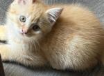 Brother - Scottish Fold Kitten For Sale - Philadelphia&comma; PA&comma; US