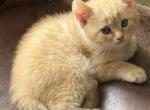 Brother - Scottish Fold Kitten For Sale - Philadelphia&comma; PA&comma; US