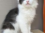 Mix Turkish Van & Ragdoll - Turkish Van Kitten For Adoption - 